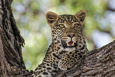 Leopard Africamn