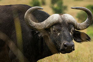 Buffalo African
